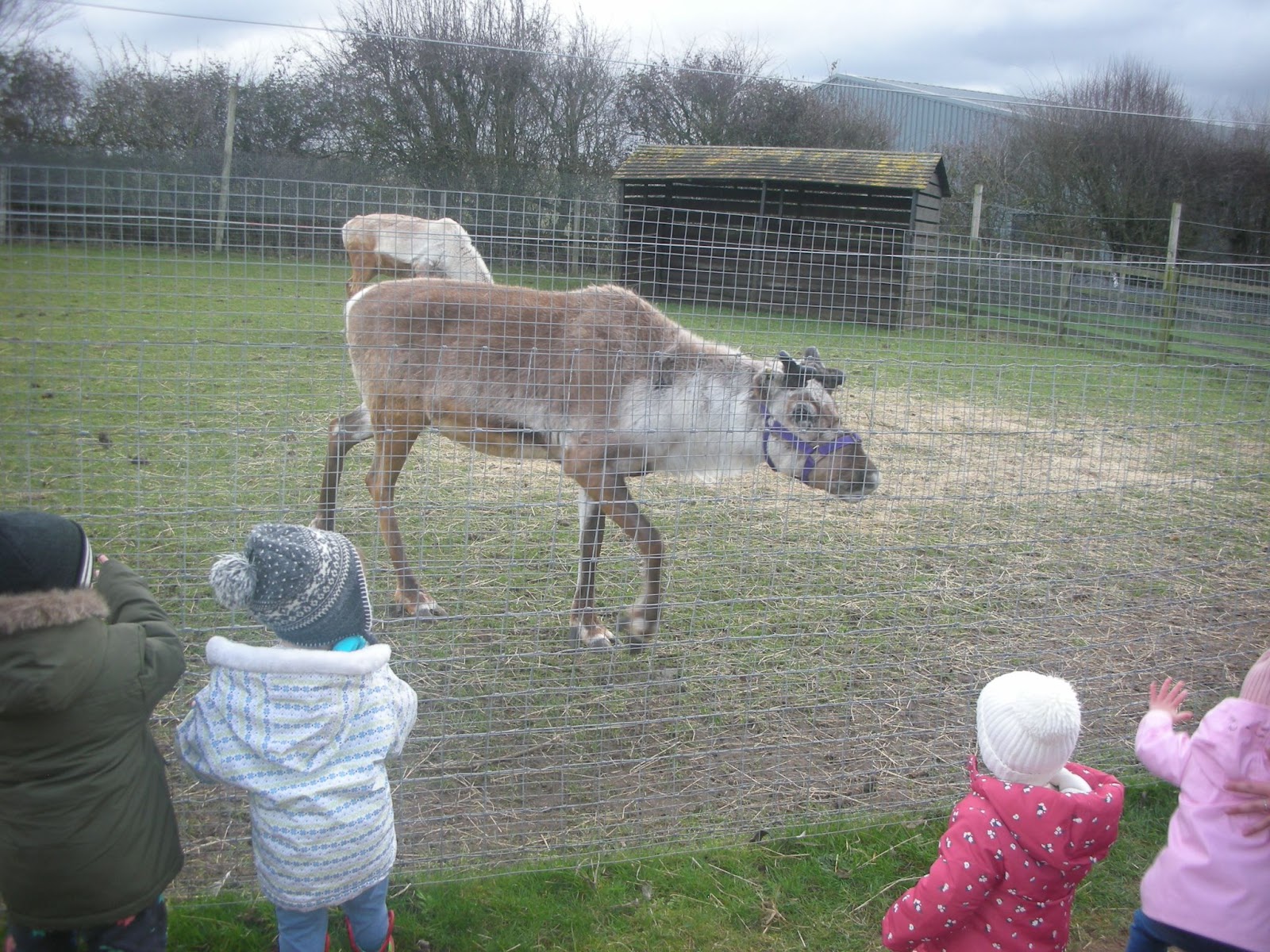 raindeer